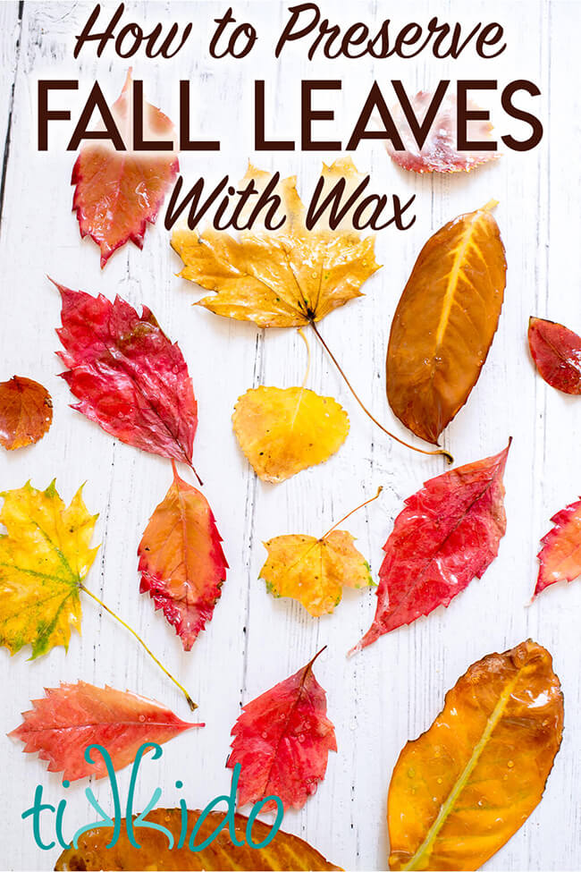 How To Make Waxed Fall Leaves Tikkido how-to-make-waxed-fall-leaves-tikkido